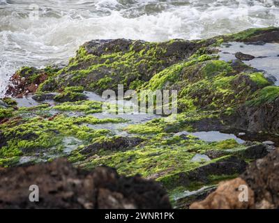 Onde d'acqua di mare che si infrangono su rocce coperte di muschio verde, costa australiana Foto Stock