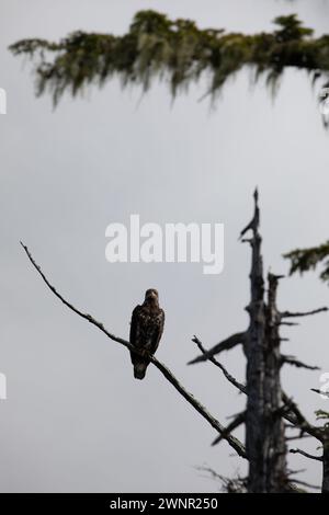 Aquila calva seduta su un ramo di albero morto e fissa dritto, Columbia Britannica centrale, Canada Foto Stock