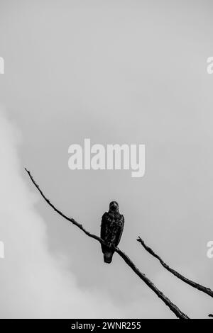 Foto in bianco e nero di un baldeagle seduto su un ramo di albero morto e guardando dritto davanti, Columbia Britannica centrale, Canada Foto Stock