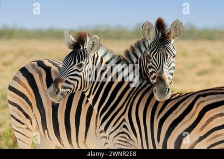 Ritratto di due zebre di pianura (Equus burchelli), Parco Nazionale di Etosha, Namibia Foto Stock
