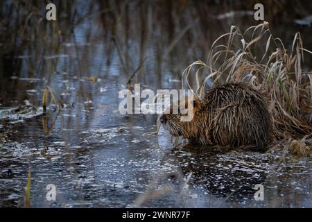 Coypu (Myocastor coypus) in inverno Foto Stock