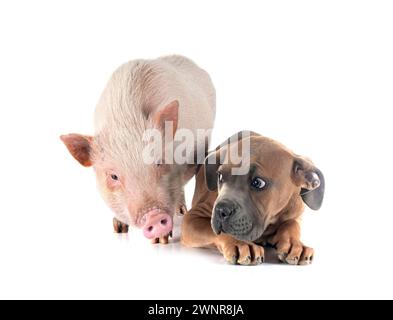 cucciolo di mastiff italiano e maiale di fronte a sfondo bianco Foto Stock