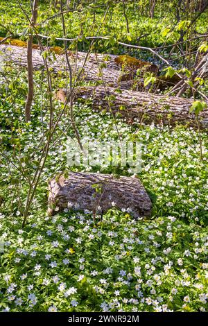 Anemoni di legno all'inizio della primavera che fioriscono su un prato in una giornata di sole primaverili Foto Stock