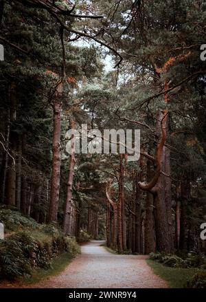 La splendida foresta mattutina, il sentiero attraverso la splendida foresta, Un senso di pace e tranquillità pervade la foresta, rendendola un luogo perfetto da visitare Foto Stock