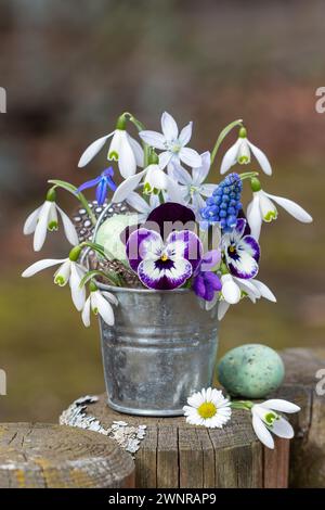 composizione floreale con fiore viola viola viola, gocce di neve, giacinto d'uva e puschkinia in pentola di zinco Foto Stock