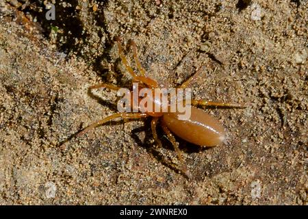 Woodlouse Spider, Dysdera crocata, introdotto in nuova Zelanda dalla regione mediterranea, Nelson, South Island, nuova Zelanda Foto Stock