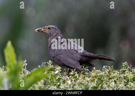 Common Blackbird, Turdus merula, con insetti preda sulla siepe, introdotto in nuova Zelanda dall'Europa, Nelson, dall'Isola del Sud, nuova Zelanda Foto Stock