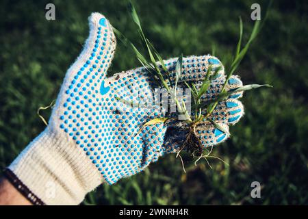 Agricoltore che esamina lo sviluppo della piantagione di grano in campo, primo piano della tenuta manuale di piccole piante, messa a fuoco selettiva Foto Stock