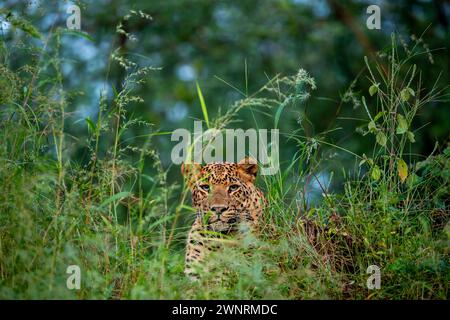 Il leopardo o la pantera maschile indiano selvatico o il primo piano del panthera pardus mimetico in erba verde naturale durante il safari serale nella riserva forestale di jaipur Foto Stock