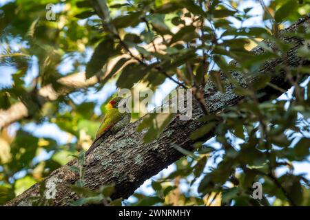 Uccello picchio di piccolo colore giallo o picus chlorolophus arroccato su un ramo in uno sfondo naturale ai piedi della foresta dell'himalaya, uttarakhand, india Foto Stock