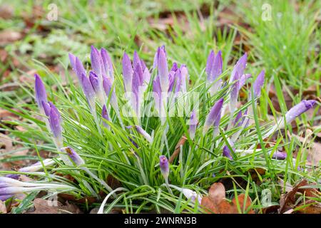 Prima Crocus Lilac bellezza dopo le piogge Herefordshire Inghilterra Regno Unito. Febbraio 2024 Foto Stock
