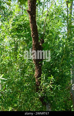 Uno sciame di api è volato fuori dall'alveare in una calda giornata estiva ed è atterrato su un tronco di alberi. L'apicoltore ha spruzzato delicatamente con acqua di menta per evitarli Foto Stock