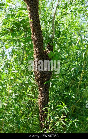 Uno sciame di api è volato fuori dall'alveare in una calda giornata estiva ed è atterrato su un tronco di alberi. L'apicoltore ha spruzzato delicatamente con acqua di menta per evitarli Foto Stock