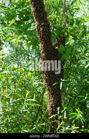 Uno sciame di api è volato fuori dall'alveare in una calda giornata estiva ed è atterrato su un tronco di alberi. L'apicoltore ha spruzzato delicatamente con acqua di menta per evitarli Foto Stock