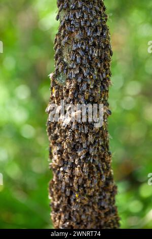 Uno sciame di api è volato fuori dall'alveare in una calda giornata estiva ed è atterrato su un tronco di alberi. L'apicoltore ha spruzzato delicatamente con acqua di menta per evitarli Foto Stock