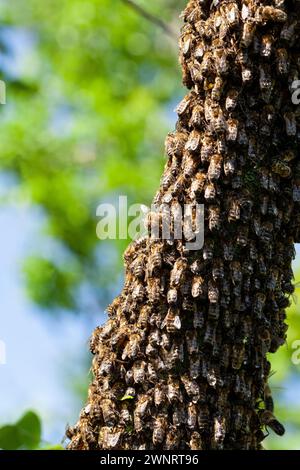 Uno sciame di api è volato fuori dall'alveare in una calda giornata estiva ed è atterrato su un tronco di alberi. L'apicoltore ha spruzzato delicatamente con acqua di menta per evitarli Foto Stock