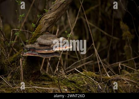 Fungo di Beefsteak su un albero caduto. Rhoen Mountains, Germania Foto Stock