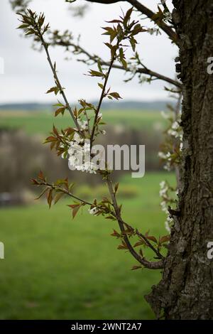 Fiori bianchi e foglie giovani di un ciliegio. Rhoen Mountains, Germania Foto Stock