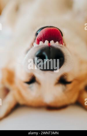 Macro ritratto di un corgi che dorme sulla schiena su un letto in una stanza Foto Stock