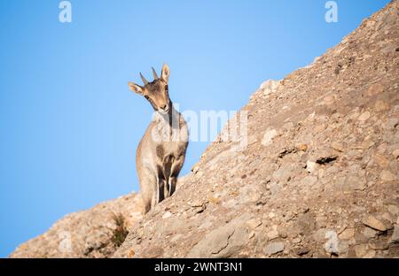 Stambecco femminile in natura su una roccia. Foto Stock