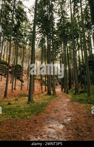 foresta in una giornata di sole con rocce e pietre Foto Stock