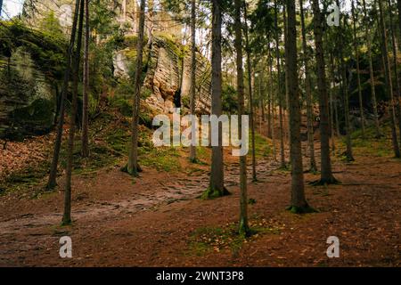 foresta in una giornata di sole con zigomi e pietre Foto Stock