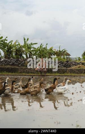 Uomo dai capelli lunghi in una fattoria di anatre. Anatre in un campo di riso Bali Foto Stock