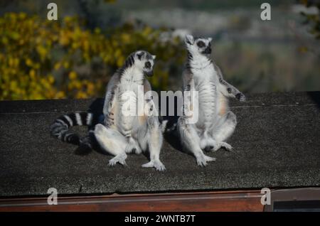 Un primo piano di due lemuri che si godono una giornata di sole nello Zoo di Belfast, nell'Irlanda del Nord Foto Stock