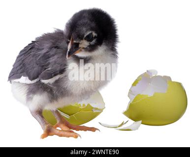 Guscio d'uovo giallo rotto accanto a un pulcino di pollo Austerlorp molto giovane isolato in una foto in studio. Foto Stock