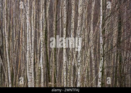 Betulla tronchi Betula veruccosa pendula Foto Stock