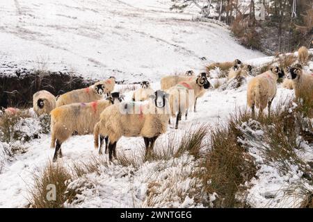 Pecore di Swaledale sulla brughiera in inverno Foto Stock