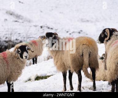 Pecore di Swaledale sulla brughiera in inverno Foto Stock