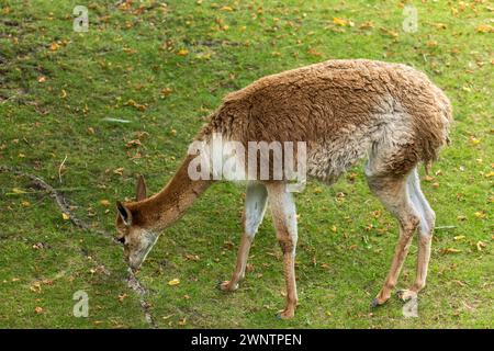 Lama (Lama glama) pascolando nel prato, animale sudamericano addomesticato della famiglia Camelidae. Foto Stock