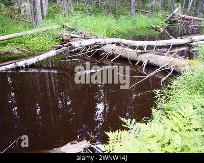 Bioma Taiga dominato da foreste di conifere. Picea abete, conifere sempreverdi della famiglia dei pini Pinaceae. Russia, Carelia. Fiume della foresta Foto Stock