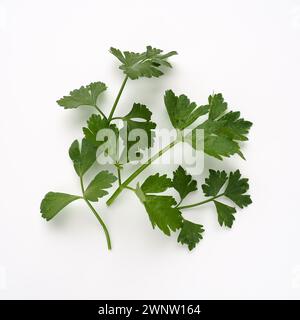 Petroselinum crispum, famiglia di ombrello delle piante Umbelliferae di uno o due anni. Sedano odoroso, o sedano fragrante Apium graveolens è una pianta biennale Foto Stock