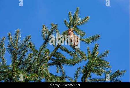 coni sui rami di pino contro il cielo Foto Stock