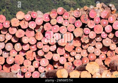 Grande quantità di tronchi di legno di legno di albero abbattuti, con particolare attenzione al legno rosso impilato pronto per l'esportazione da Picton, nuova Zelanda, come principale attività di esportazione Foto Stock