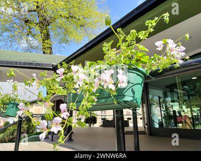 Pelargonium è un genere di piante della famiglia delle Geraniumaceae. Geranio di edera bianca con venature rosse sui petali. Scatola di fiori. Decorazioni dei balconi Foto Stock