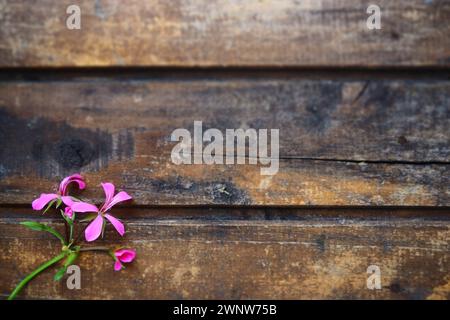 infiorescenza del geranio edera rosa su fondo di legno. Bellissima infiorescenza di edera rosa geranio sul tavolo nell'angolo in basso a sinistra. Copia Foto Stock