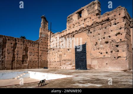 Gatto che passa davanti alle rovine del Palazzo Badi a Marrakech, in Marocco Foto Stock