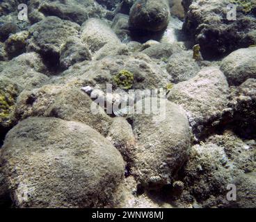 Un subacqueo di sabbia (Synodus intermedius) a Roseau, Dominica Foto Stock