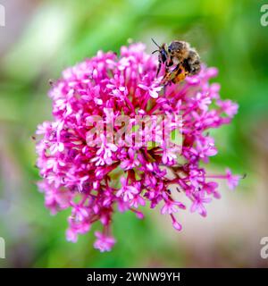 Cattura l'essenza della primavera con un'affascinante immagine di un'ape affollata su un polline ornamentale raccolto da un giglio Foto Stock