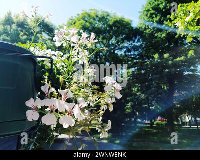 Pelargonium è un genere di piante della famiglia delle Geraniumaceae. Geranio di edera bianca con venature rosse sui petali. Scatola di fiori. Decorazioni dei balconi Foto Stock