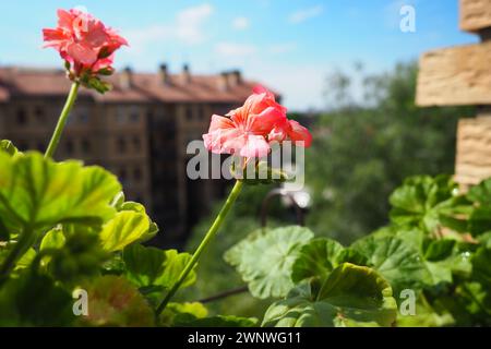 gerani zonali rosa sul davanzale. Pelargonium peltatum è una specie di pelargonium conosciuta con i nomi comuni Pelargonium grandiflorum Foto Stock
