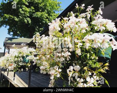 Pelargonium è un genere di piante della famiglia delle Geraniumaceae. Geranio di edera bianca con venature rosse sui petali. Scatola di fiori. Decorazioni dei balconi Foto Stock