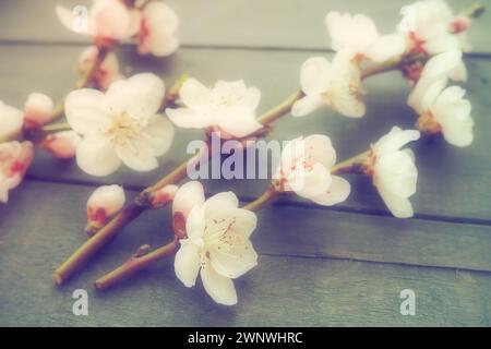 Ramoscelli con fiori rosa di mela o pesca su tavole nere. Infiorescenze delicate nel controluce. Messa a fuoco morbida, nebbia. Il tema di Foto Stock