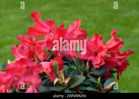 Rododendro Scarlet Wonder fiori rossi con gemme, pieno fiore, primo piano. Pianta ornamentale. Sfondo verde naturale sfocato. Trencin, Slovacchia Foto Stock