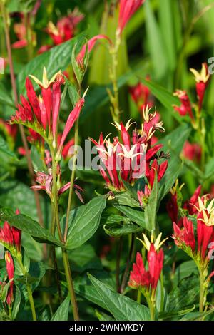 Spigelia marilandica Little Redhead, rosa indiano, fiori tubolari di colore rosso scuro, interni gialli, Foto Stock