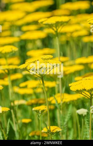 Achillea Coronation Gold, yarrow Coronation Gold, teste piatte di piccoli fiori giallo-oro Foto Stock