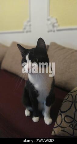 Il giovane gatto bianco e nero è energico, ben nutrito e allegro. Il gatto seduto sul divano guarda lateralmente con le orecchie girate. A. Foto Stock